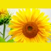 Tonictalk Counselling & Psychotherapy