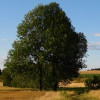 Counselling Crewe